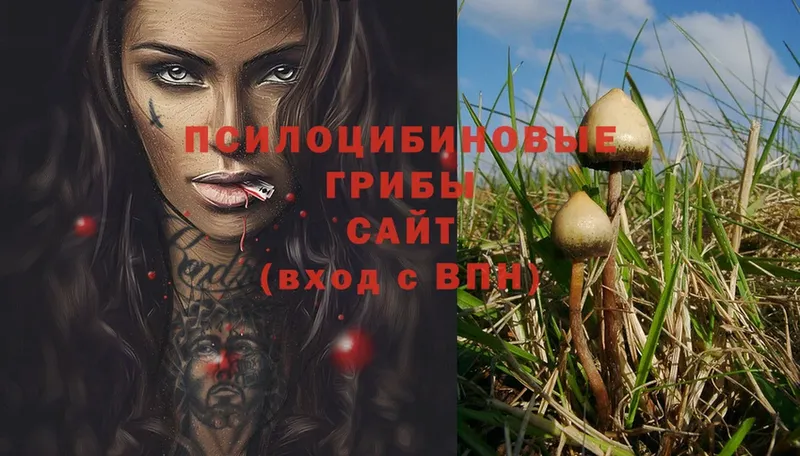 купить наркоту  Сургут  Галлюциногенные грибы Psilocybe 